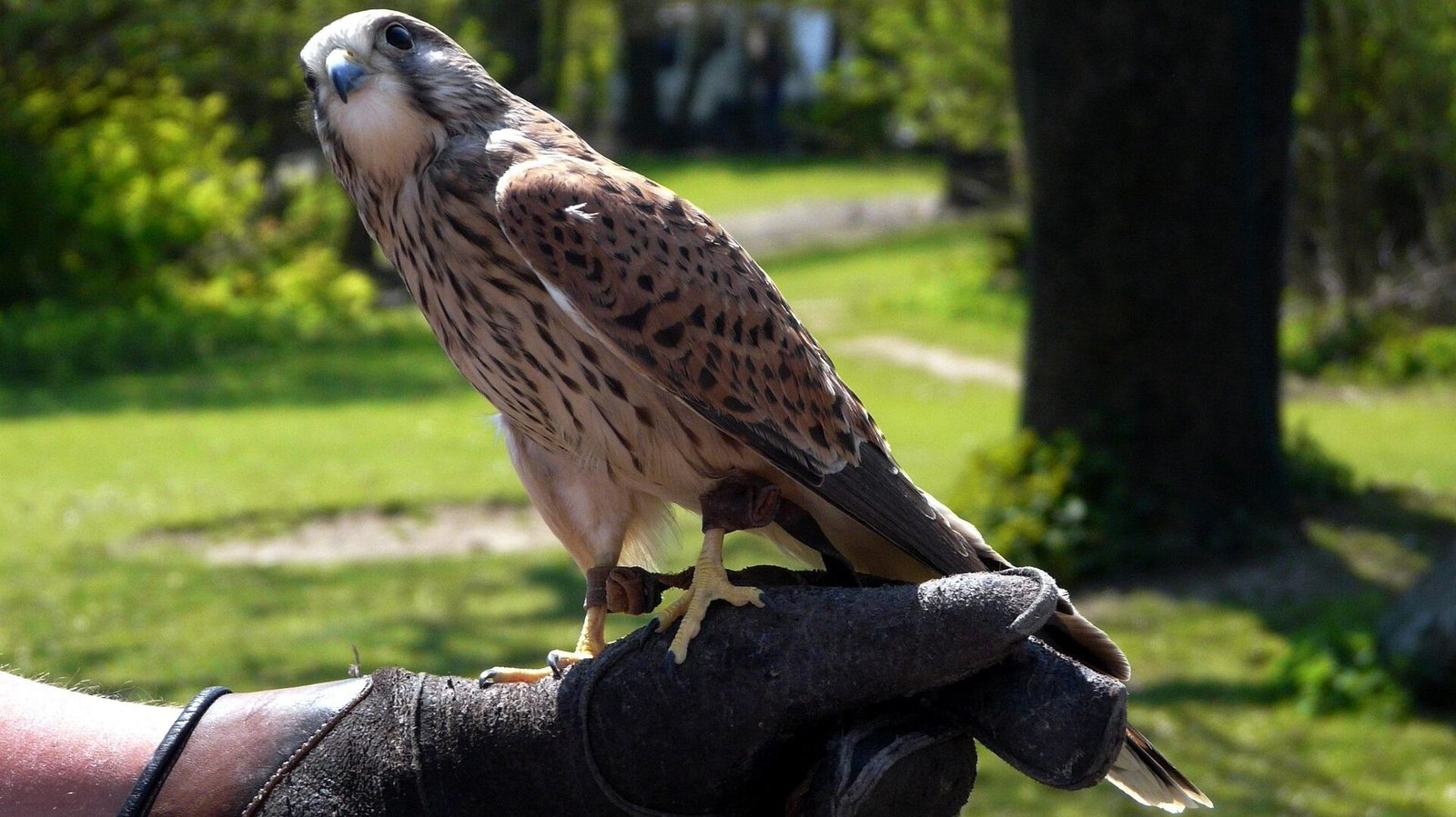 Owl vs Falcon Hunting