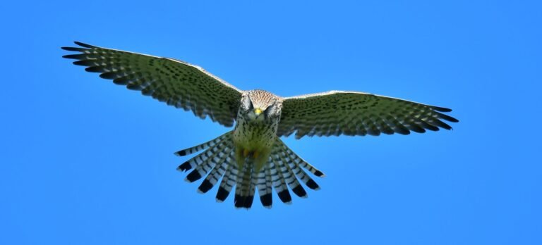 Night Vision vs Lightning Speed: Owl vs Falcon Hunting falcon