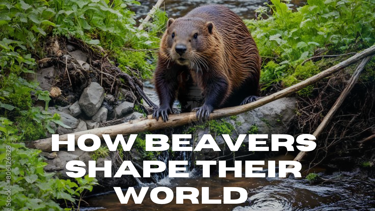 Beaver Bridge Building Secrets